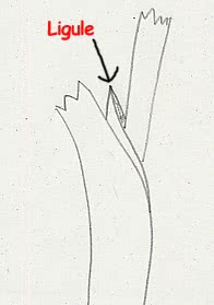 Puccinellia maritima